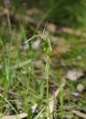 Pterostylis falcata