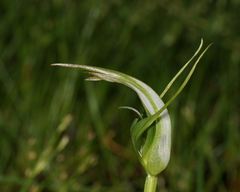 Pterostylis falcata