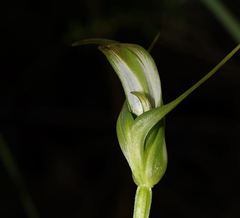 Pterostylis falcata