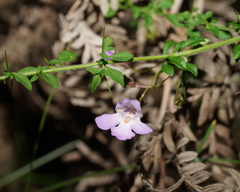 Prostanthera spinosa