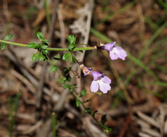 Prostanthera spinosa