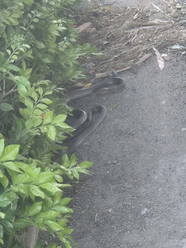 Eastern Brown Snake sighting