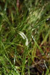 Pterostylis falcata