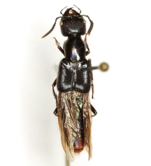 Hesperus stehri