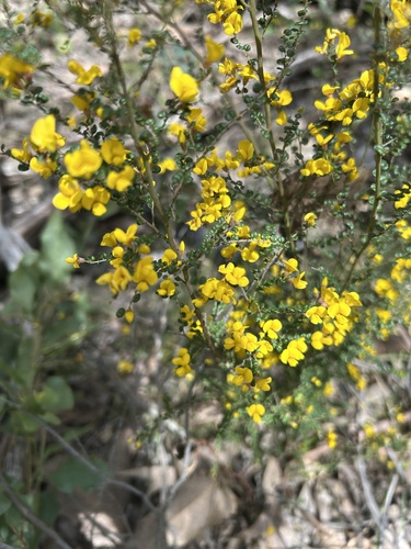 Bossiaea foliosa observed 2025-12-05