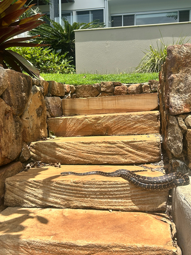 Coastal Carpet Python sighting