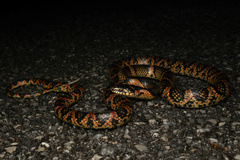 Loo-Choo Big-Tooth Snake photo 5