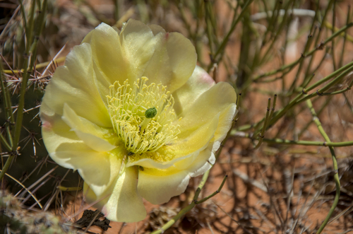 Opuntia polyacantha