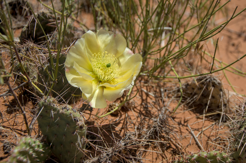 Opuntia polyacantha