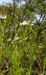 Olearia passerinoides