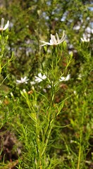 Olearia passerinoides
