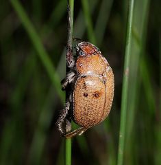 Anoplognathus velutinus