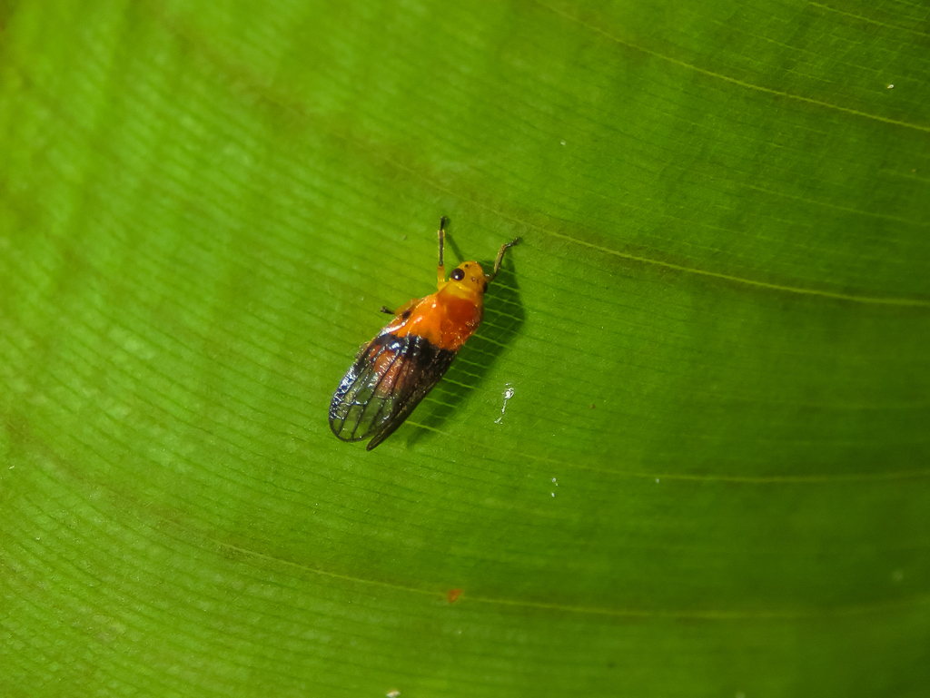 Catrimania semivitrea