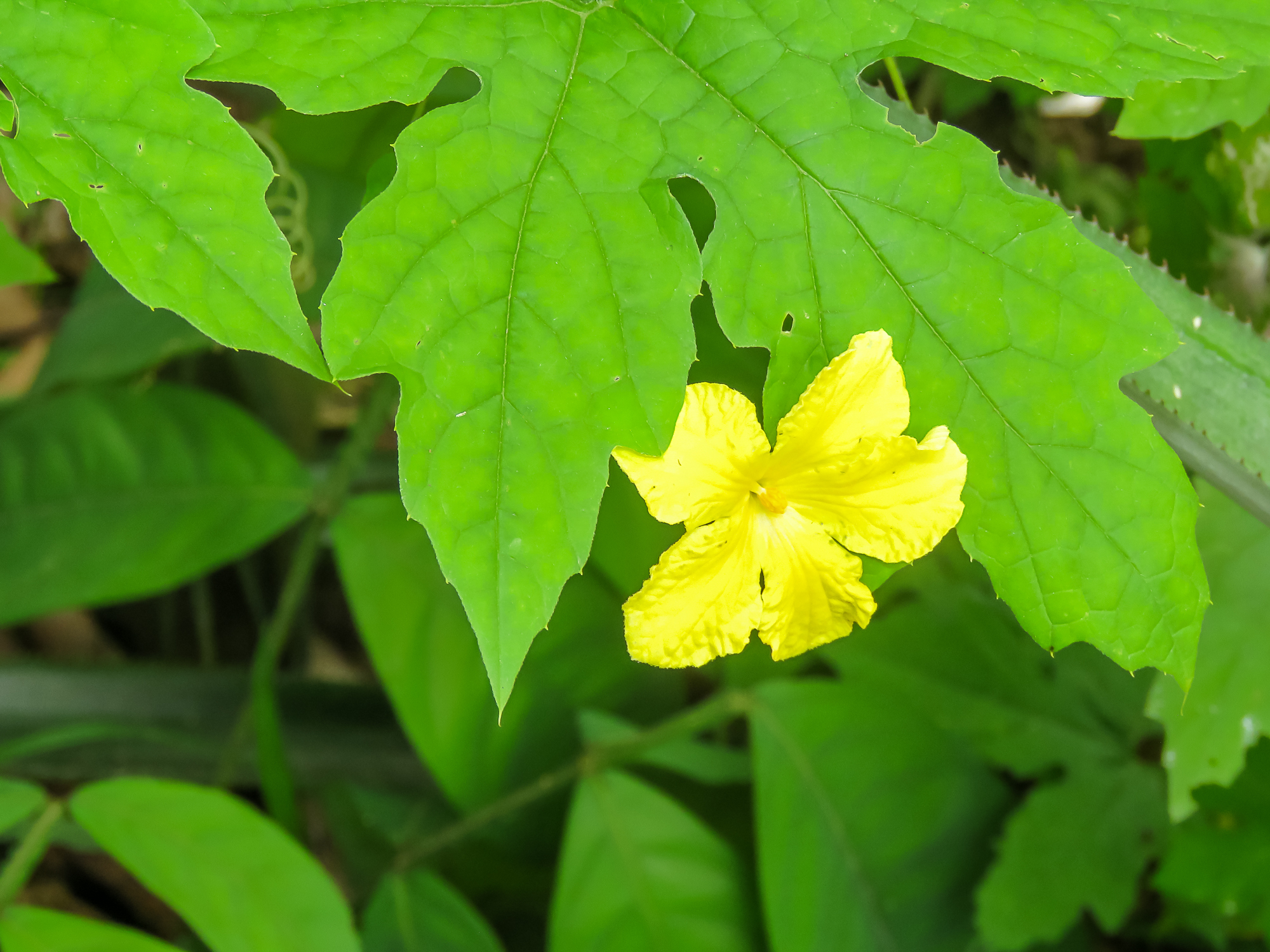 Momordica charantia