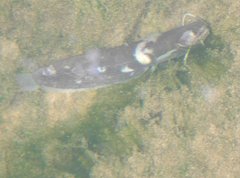 Pterocryptis anomala