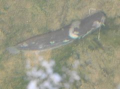 Pterocryptis anomala