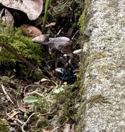 Red-bellied Black Snake sighting