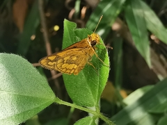 Taractrocera luzonensis