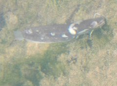 Pterocryptis anomala