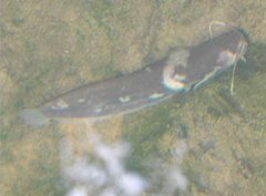 Pterocryptis anomala