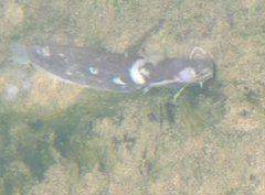 Pterocryptis anomala