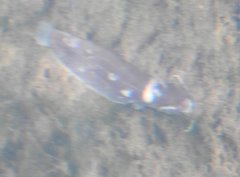 Pterocryptis anomala