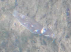 Pterocryptis anomala