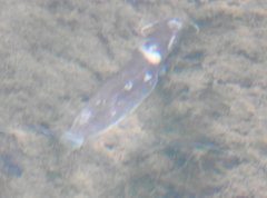 Pterocryptis anomala