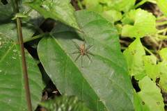 Pardosa laura