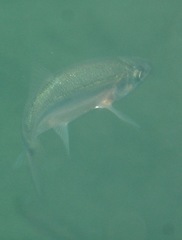 Richardsonius balteatus