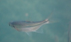 Richardsonius balteatus