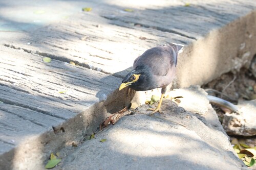 Common Myna (Common)