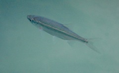 Richardsonius balteatus