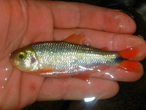 Creek tetra (Bryconamericus scleroparius) — Characidae
