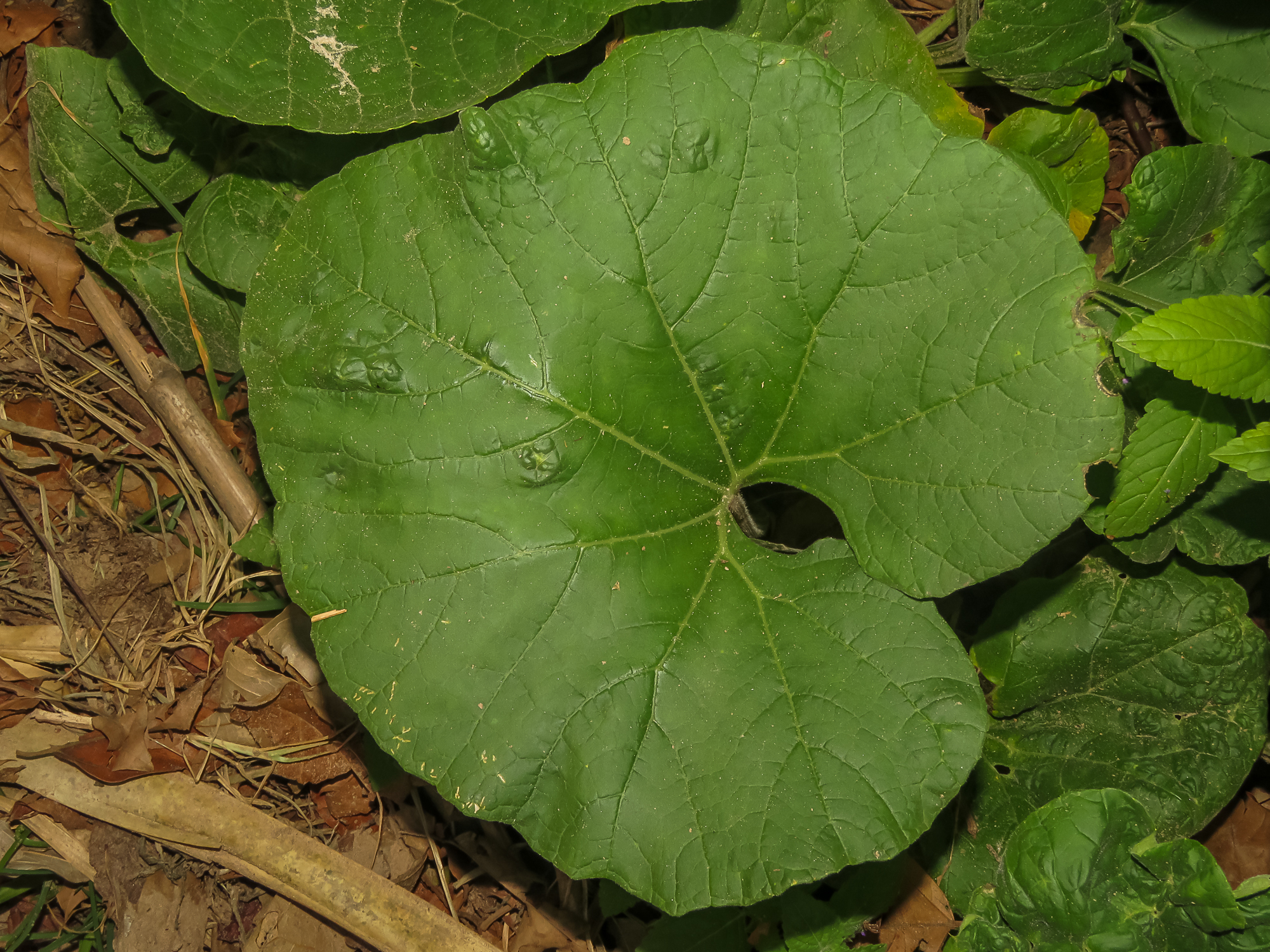 Lagenaria siceraria