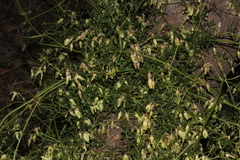 Clematis leptophylla