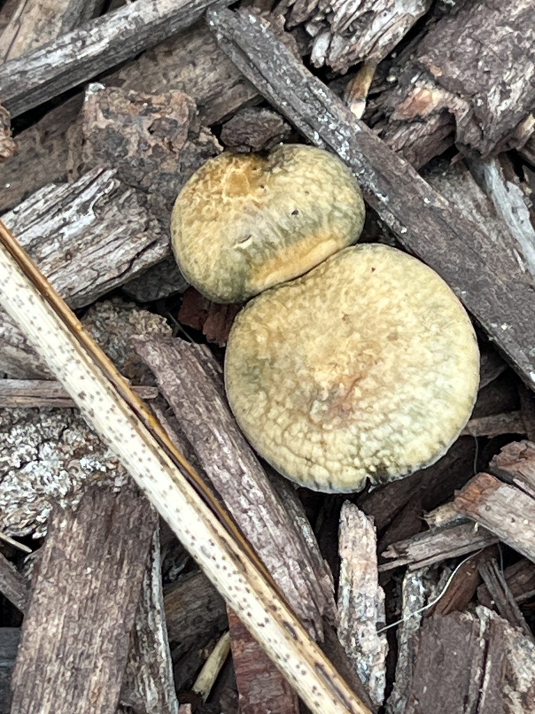 Psilocybe allenii · December 2025 · photo: © joqatana (iNaturalist, cc-by)