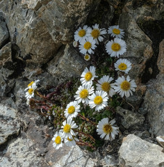 Celmisia bellidioides