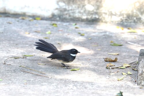 Malaysian Pied-Fantail (Common)