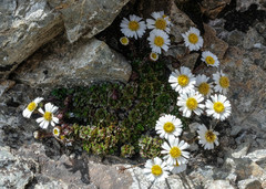 Celmisia bellidioides
