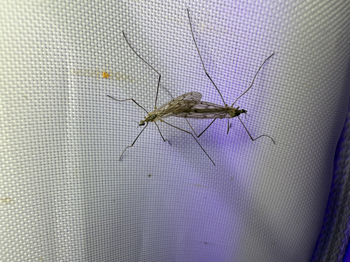 Unknown species found near Jones Maltsberger Rd, San Antonio, TX, US