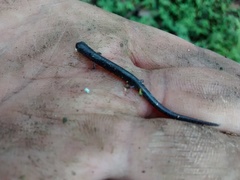 Pseudoeurycea lineola