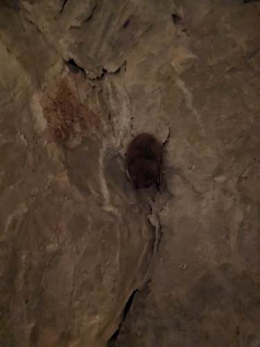 Little Brown Bat observed by alainakrakowiak