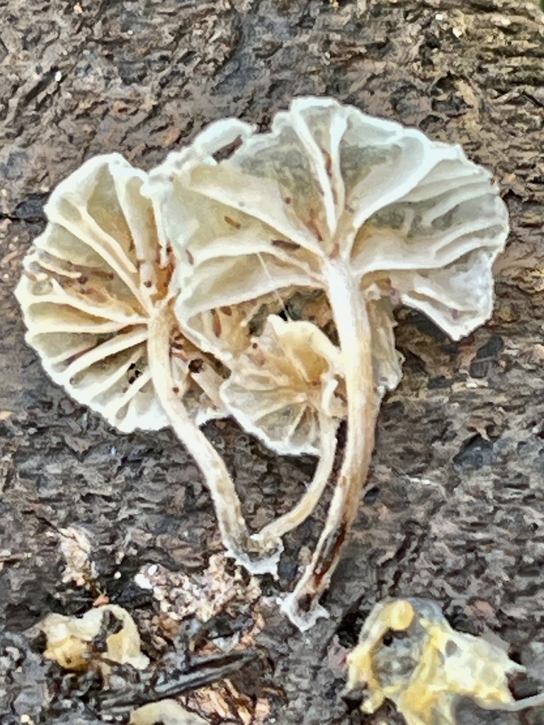 Marasmiellus candidus · December 2025 · photo: © joqatana (iNaturalist, cc-by)