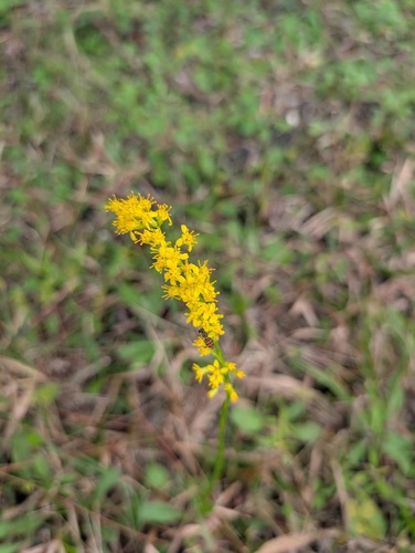 Unknown species found near Water Catchment Area, West Palm Beach, FL, USA