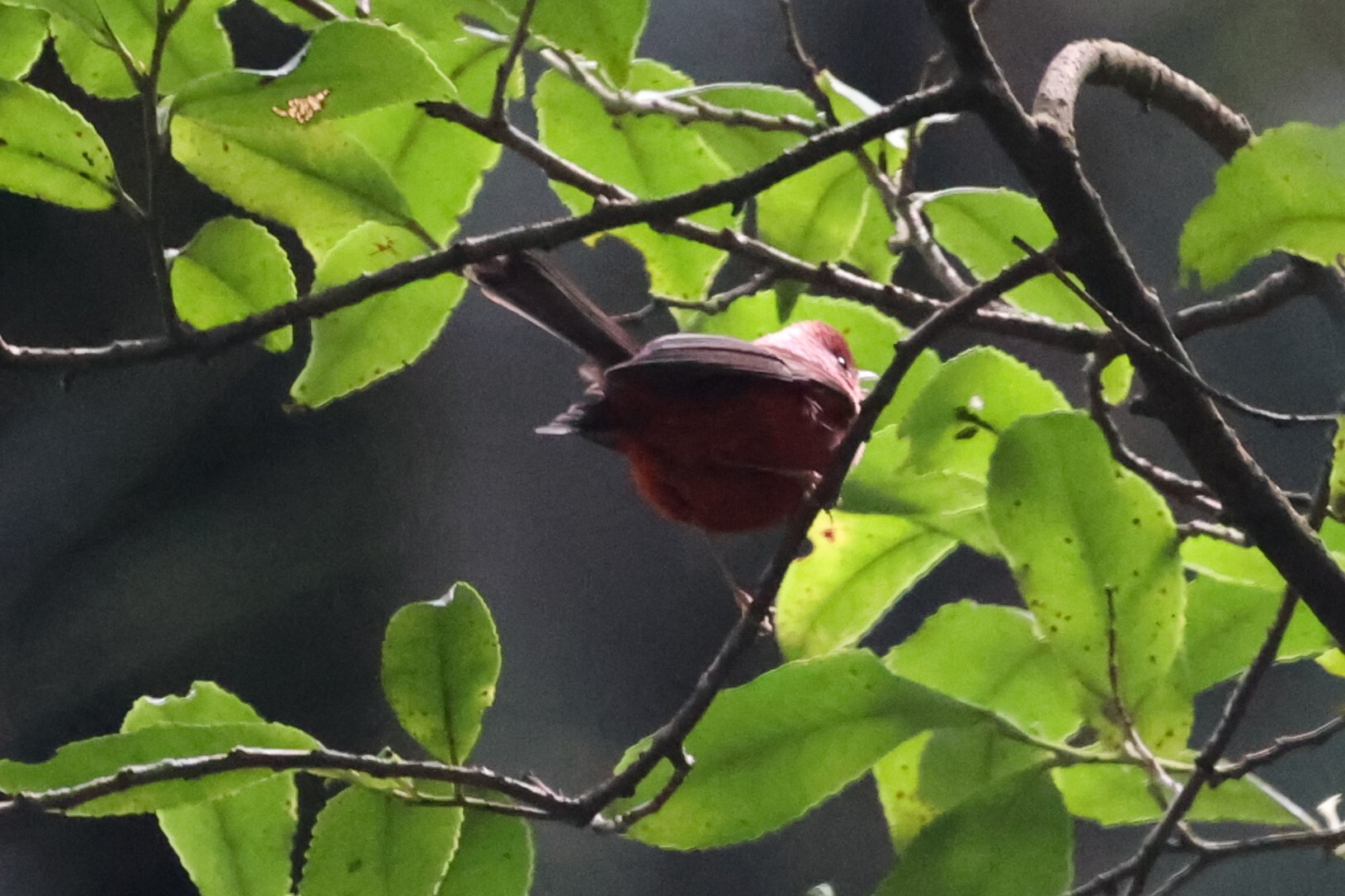 Pink-headed Warbler (Cardellina versicolor), photo 9
