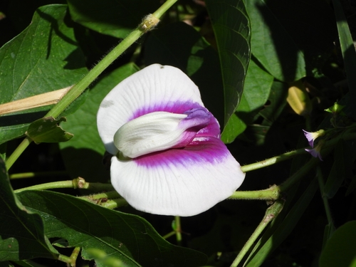 Feefee (Centrosema plumieri)