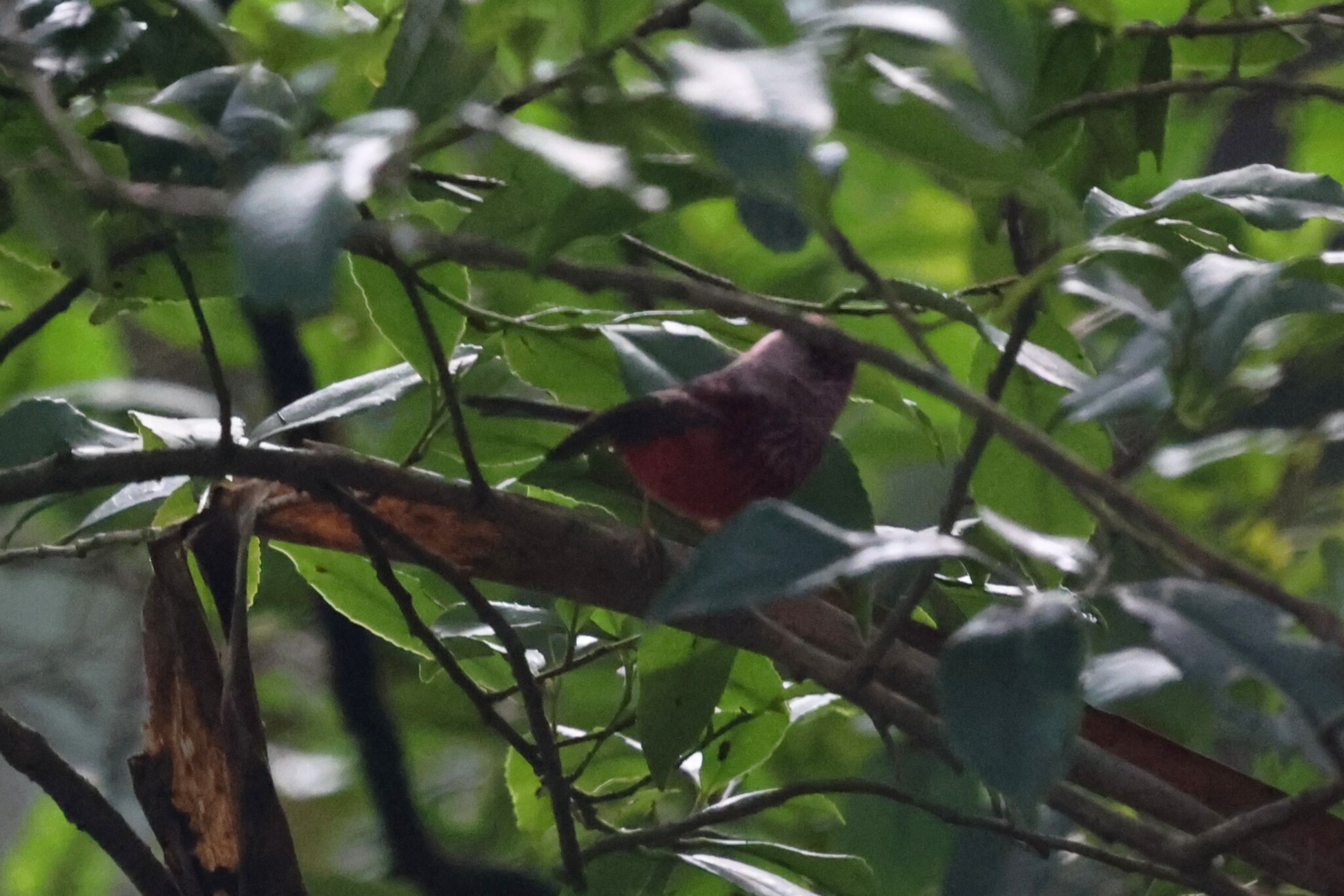Pink-headed Warbler (Cardellina versicolor), photo 10