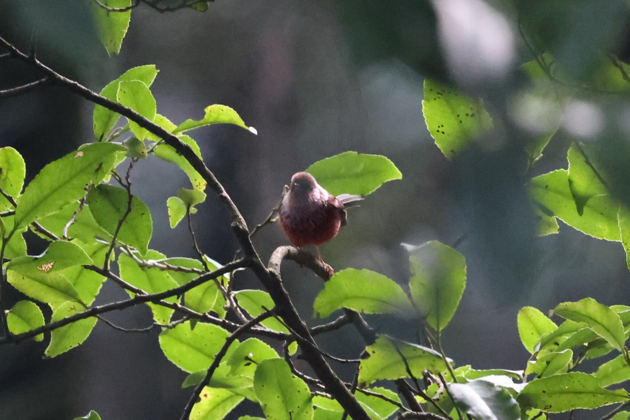 Pink-headed Warbler (Cardellina versicolor), photo 8