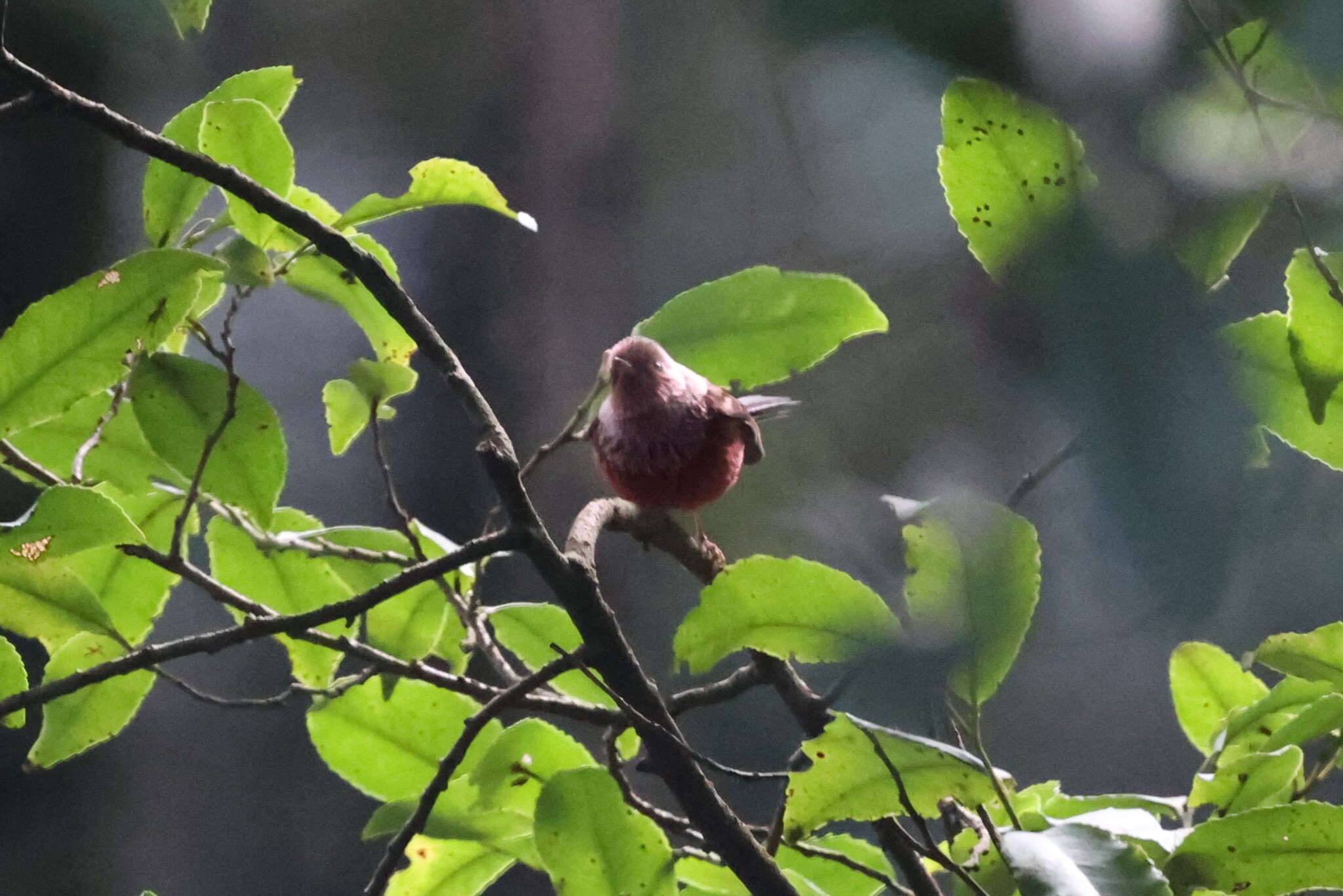 Pink-headed Warbler (Cardellina versicolor), photo 7